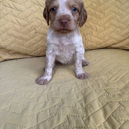 Girl 2 - Orange roan female Brittany puppy in Shinnston, West Virginia from Brookfield Farm Brittanys LLC