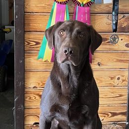 Remi - Labrador Retriever