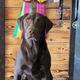 Remi