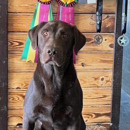Remi - Labrador Retriever