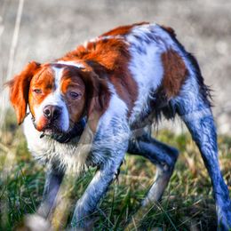 Mirky - French Brittany