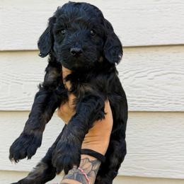 Sabrina - Black female Bernedoodle puppy in Horseshoe Bend, Idaho from Over the Moon Poodles and Doodles