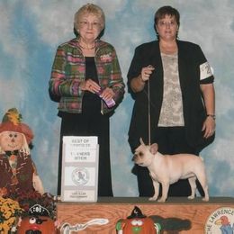 French Bulldog All Grown Up from Hillbuckle's French Bulldogs
