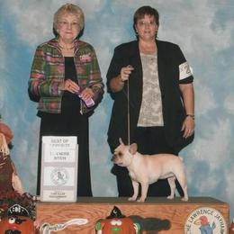 French Bulldog All Grown Up from Hillbuckle's French Bulldogs