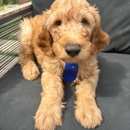 Blue - Apricot male Goldendoodle puppy in Buda, Texas from Anita’s Doodles