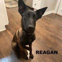 Belgian Malinois Puppies from Cascade Kennels