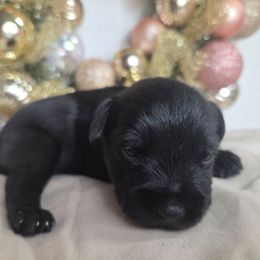 Girl - Black female Miniature Schnauzer puppy in Titusville, Florida from Alysha's Grandbabies