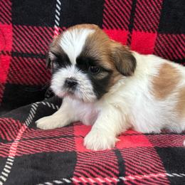 Bella - Tricolor female Shih Tzu puppy in Weeki Wachee, Florida from Svitlana Geist