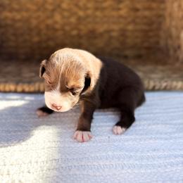 Rio - Red tri-color male Australian Shepherd puppy in Unionville, Iowa from Soap Creek Kennels