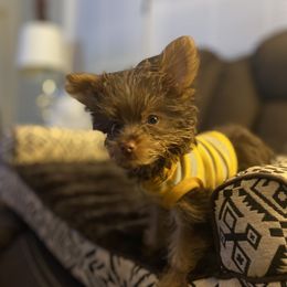 Biewer Terrier, Maltese, Maltipoo, Morkie, and Yorkshire Terrier Puppies from Cocktail Puppies