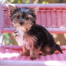 Pretty Girl - Blue and gold female Yorkshire Terrier puppy in Stanton, California from Essence of Grace Yorkies