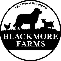 Great Pyrenees puppies from Blackmore Farm