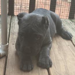 Boy 4 - Gray male Cane Corso puppy in Douglasville, Georgia from Palazzo Cane Corso