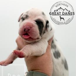 Boo - Harlequin female Great Dane puppy in Sac City, Iowa from Northern Great Danes of Colorado & Iowa