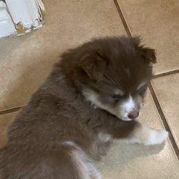 Pomskies from Melinda's Pomskies