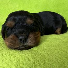Juniper Clover - Black and tan female Cavalier King Charles Spaniel puppy in Spokane, Washington from PJE Cavs and Poos