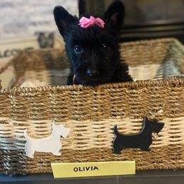 Scottish Terrier Puppies from HeavenlyScots