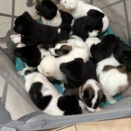 Akita Puppies from Gloe Akita's