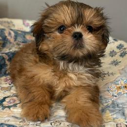 Birkin - Cream and white male Shih Tzu puppy in Gilbert, Arizona from 🌗 New Moon Shih Tzu 🌗