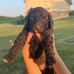 Bernedoodle Puppies from Krissy's Bernedoodles