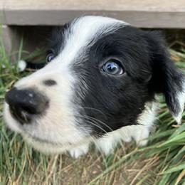 Border Collie Puppies from Spotted Feather Farm