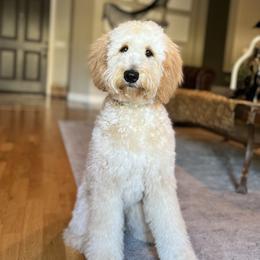 Aspen - Goldendoodle