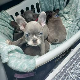French Bulldog Puppies from Legends Frenchton's and French Bulldogs