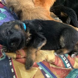 "Sky-blue boy the cutest " German Shepherd Puppies from R.J German Shepherds