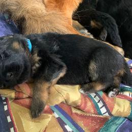 "Sky-blue boy the cutest " German Shepherd Puppies from R.J German Shepherds