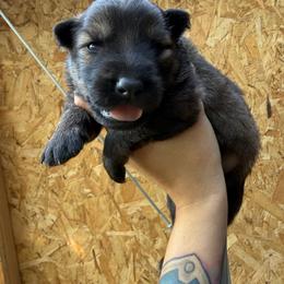 Gold collar - Sable male German Shepherd puppy in Phenix City, Alabama from Black Rose Shepherds