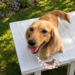 Rosie - Dachshund