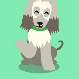 Boy 6 - male Afghan Hound puppy in Cape Coral, Florida from Qadim Afghan Hounds