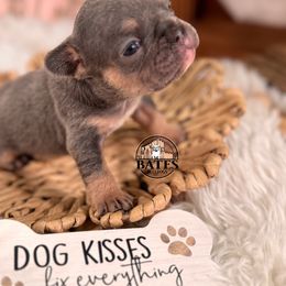 French Bulldog Puppies from Bates Bulldogs