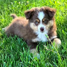 ASH - Red tri male Miniature Australian Shepherd puppy in Viking, Minnesota from Son Shine Farm