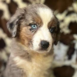 Sherbet Swirl - Blue merle female Australian Shepherd puppy in Wayne, West Virginia from Creek Side Aussies & Doodles