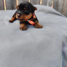 Orange - Black and gold female Yorkshire Terrier puppy in Woodway, Texas from The Yorkie Empire