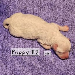 Puppy 2 - White female Havapoo puppy in Salem, Oregon from My Havapoo Puppy