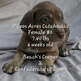 FEMALE  - 2 - Red female Catahoula Leopard Dog puppy in Perry, Florida from O'Leos' Acres Catahoulas
