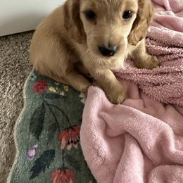 Cream - Cream female Dachshund puppy in Conroe, Texas from Kimberly's Dachshunds
