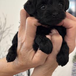 Yara - Black female Yorkipoo puppy in Collier County, Florida from Star Catcher Pups