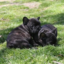 French Bulldog Puppies from Yukon Golden Retrievers and French Bulldogs