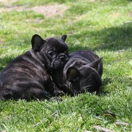 French Bulldog Puppies from Yukon Golden Retrievers and French Bulldogs