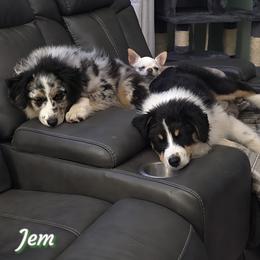 Miniature American Shepherd Puppies from Jem Miniature American Shepherds