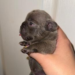 Lilac girl 1 - Blue female French Bulldog puppy in Pennsylvania from R & C French Bulldogs