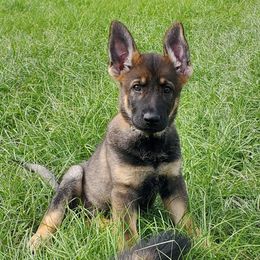 Yellow - Sable female German Shepherd puppy in Chiefland, Florida from The Shepherds' House