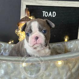 Toad - Blue male Boston Terrier puppy in Columbia Falls, Montana from Glacier Bark Boston Terriers