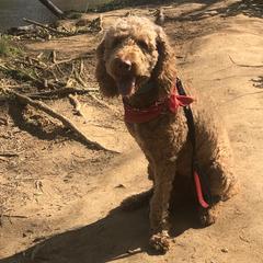 Diamond - Goldendoodle