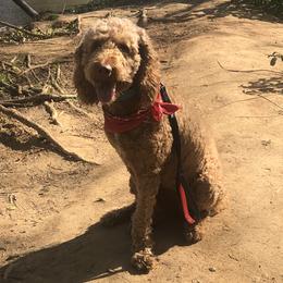 Diamond - Goldendoodle
