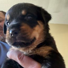 Green boy - Black and mahogany male Rottweiler puppy in Colorado Springs, Colorado from Von Locher Rotties