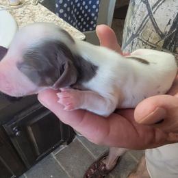 Girl 1 - Piebald female Dachshund puppy in Paradise, Texas from C and J Minis